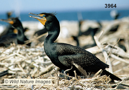Double-crested Cormorant (Phalacrocorax auritus)